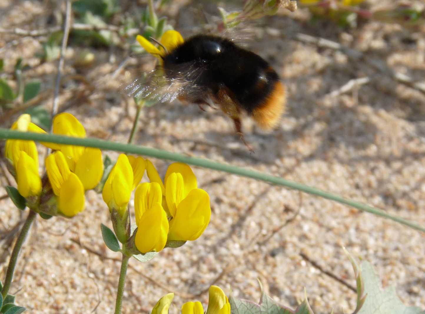 Bombus da determinare